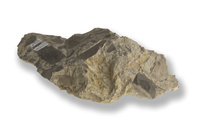 M 02625
<br/>
<br/>
<em></em>